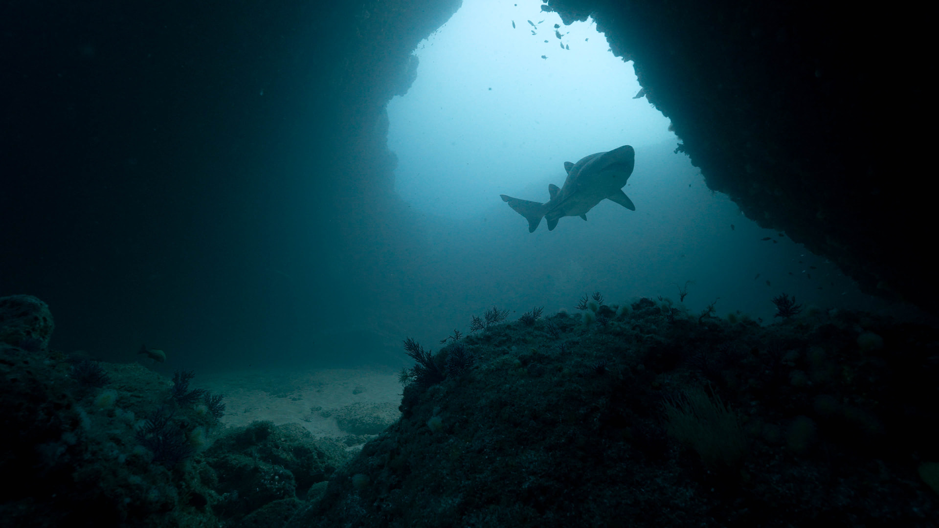A ragged-tooth shark silhouetted inside a sunlit cave at Aliwal Shoal